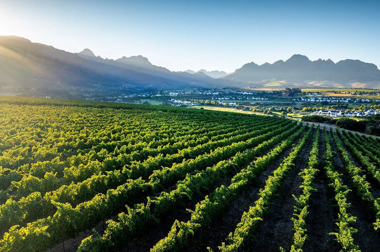 Stellenbosch vineyards in South Africa