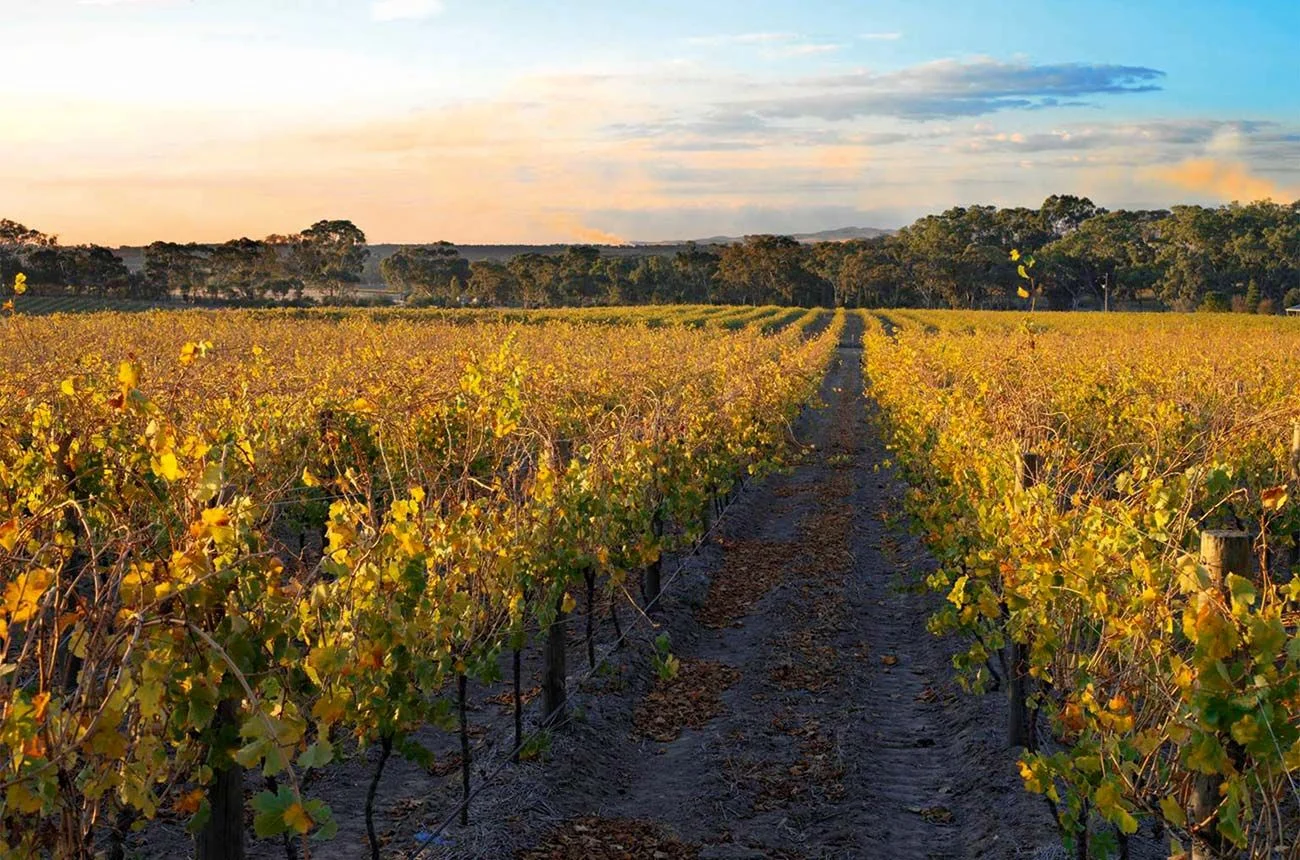 Discover Clare Valley's Rich Terroir Through Its Iconic Wines