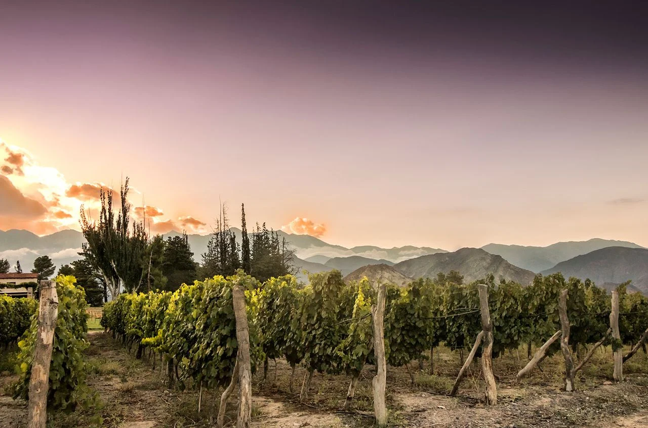 Luján de Cuyo: The Heartfelt Charm Behind Mendoza's Subtle Wines
