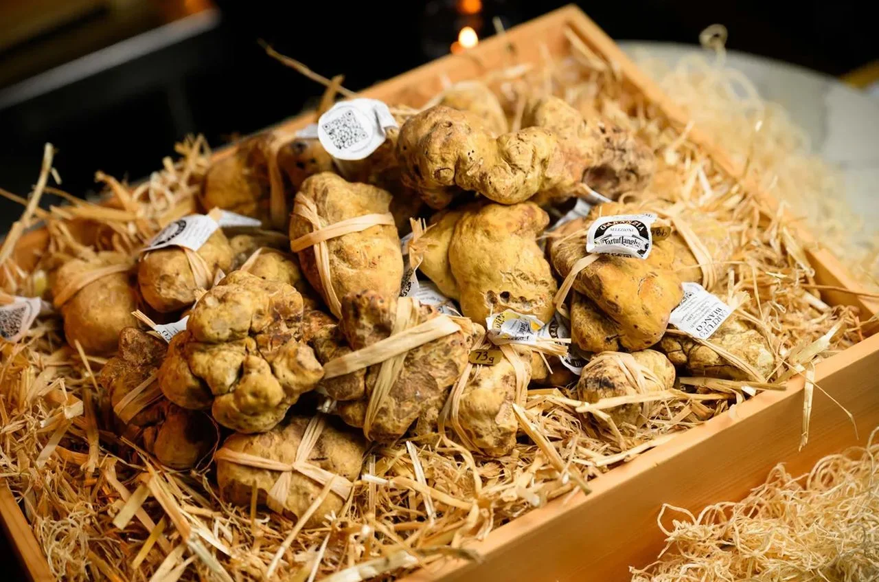 The Fascinating Science Behind Truffles and Their Unique Connection to Dogs