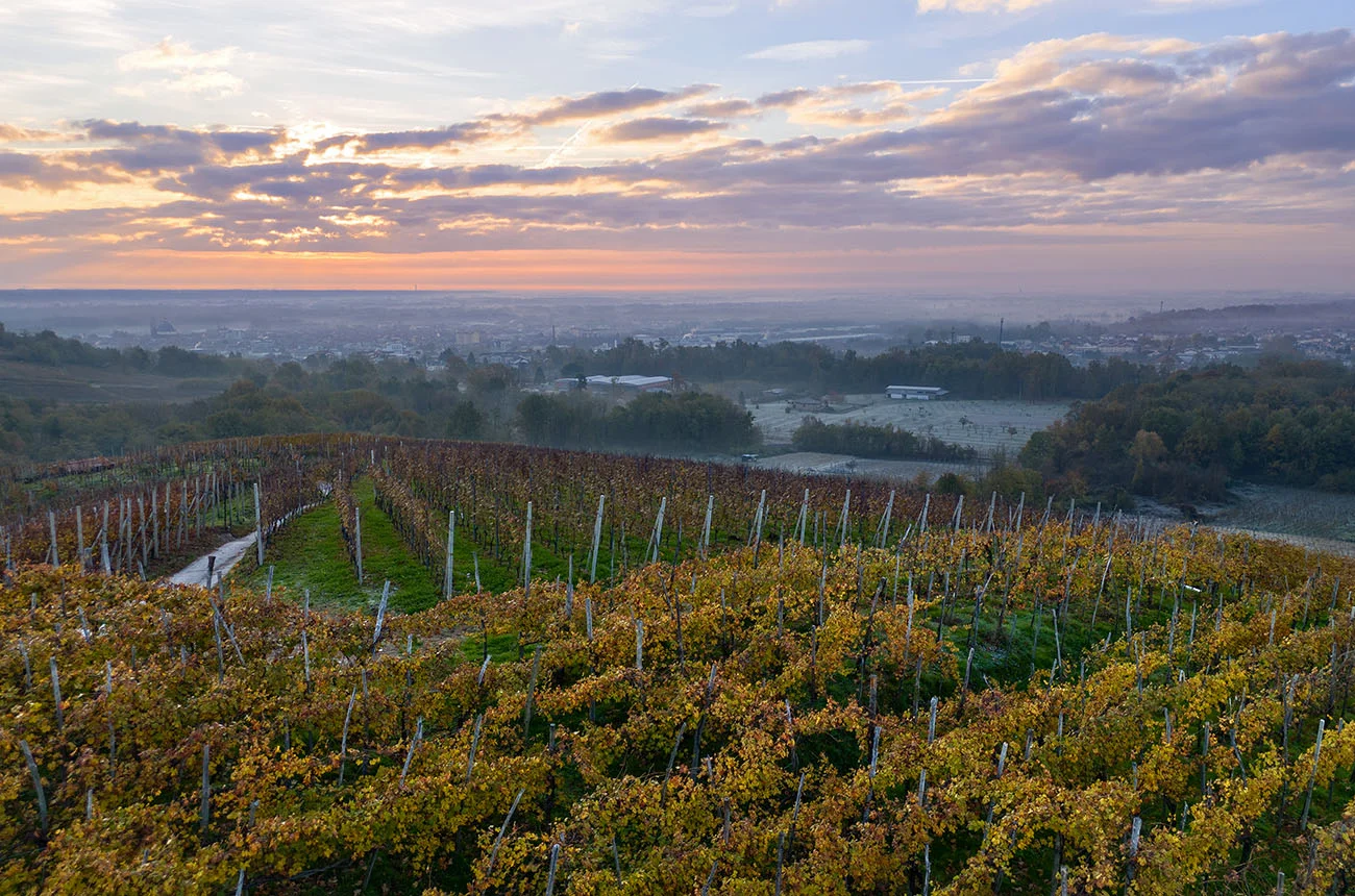 Vineyards in the foreground rolling down the hill, the city of Gattinara further on