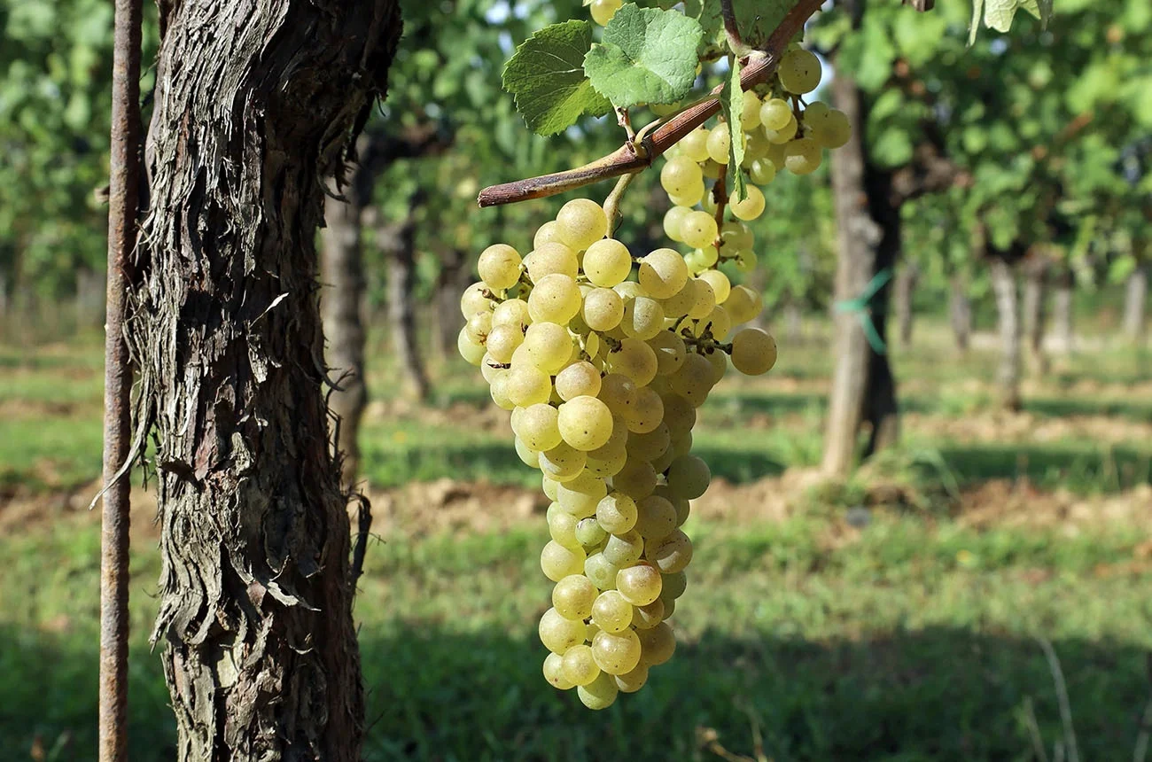 Friulano