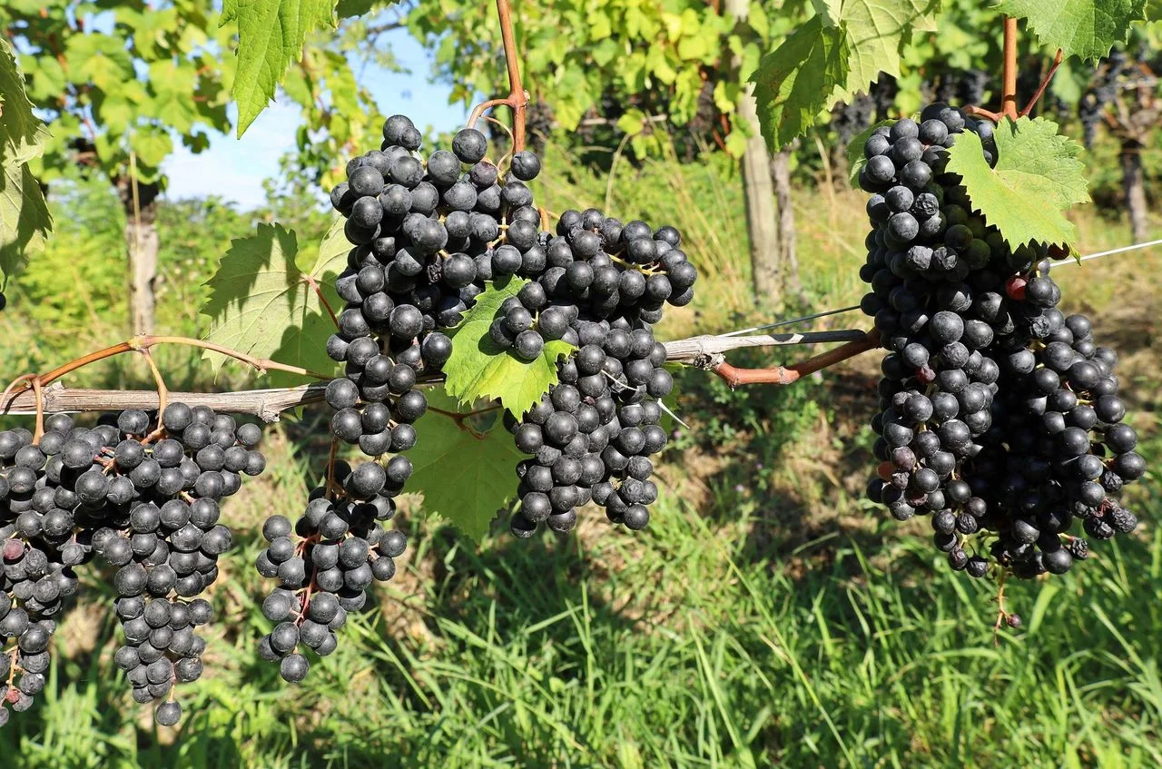 Exploring Colli Orientali: A Hidden Gem for Native Italian Red Wines