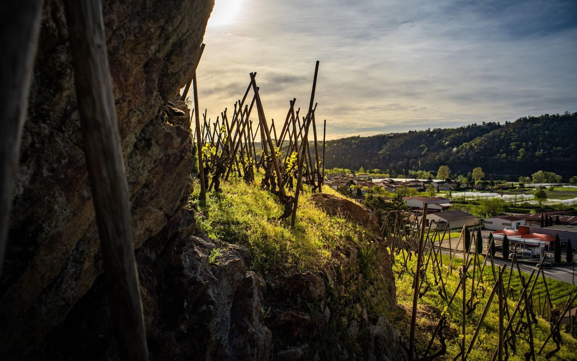 Cote Rotie vineyards