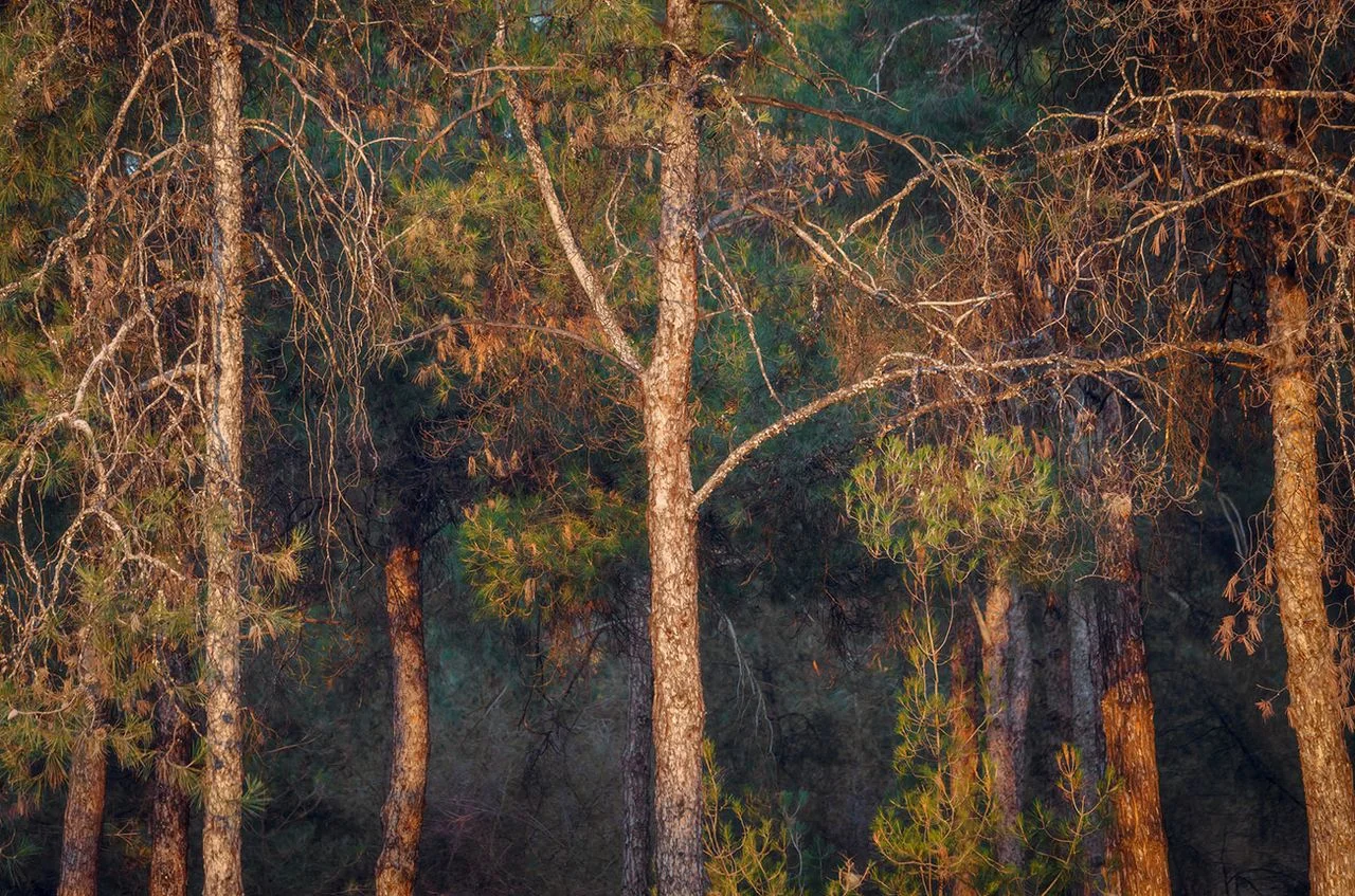 Eleni Kechri Transforms Retsina by Exploring Pine Forest Terroir