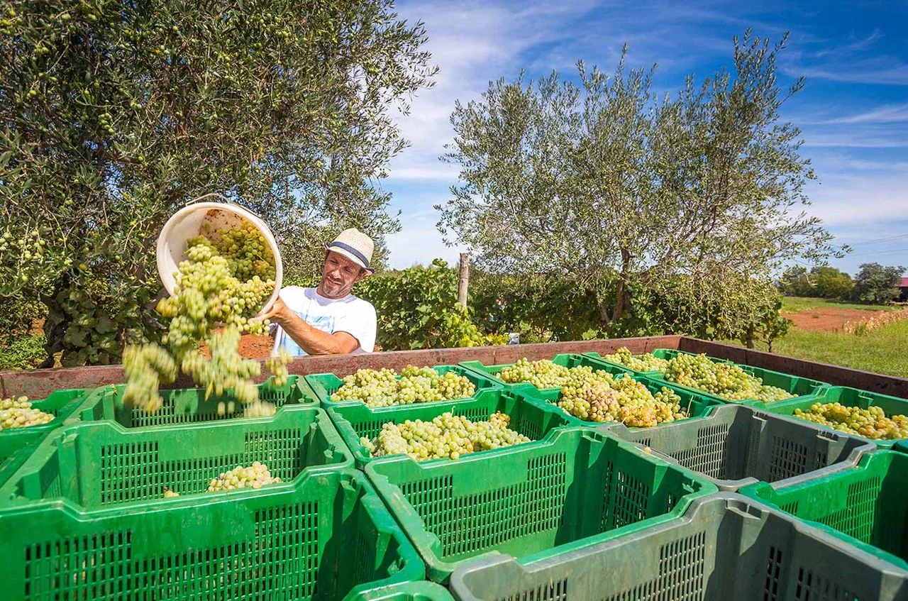 Balkans Shine at 2026 Decanter World Wine Awards with Indigenous Varieties