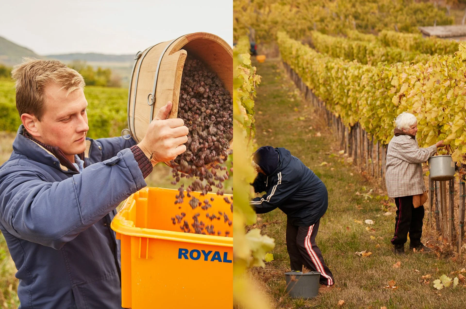 Aszú harvest at Royal Tokaji