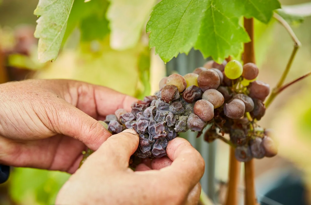 Exploring the Distinctive Terroirs of Royal Tokaji’s 2019 Single-Vineyard Aszús