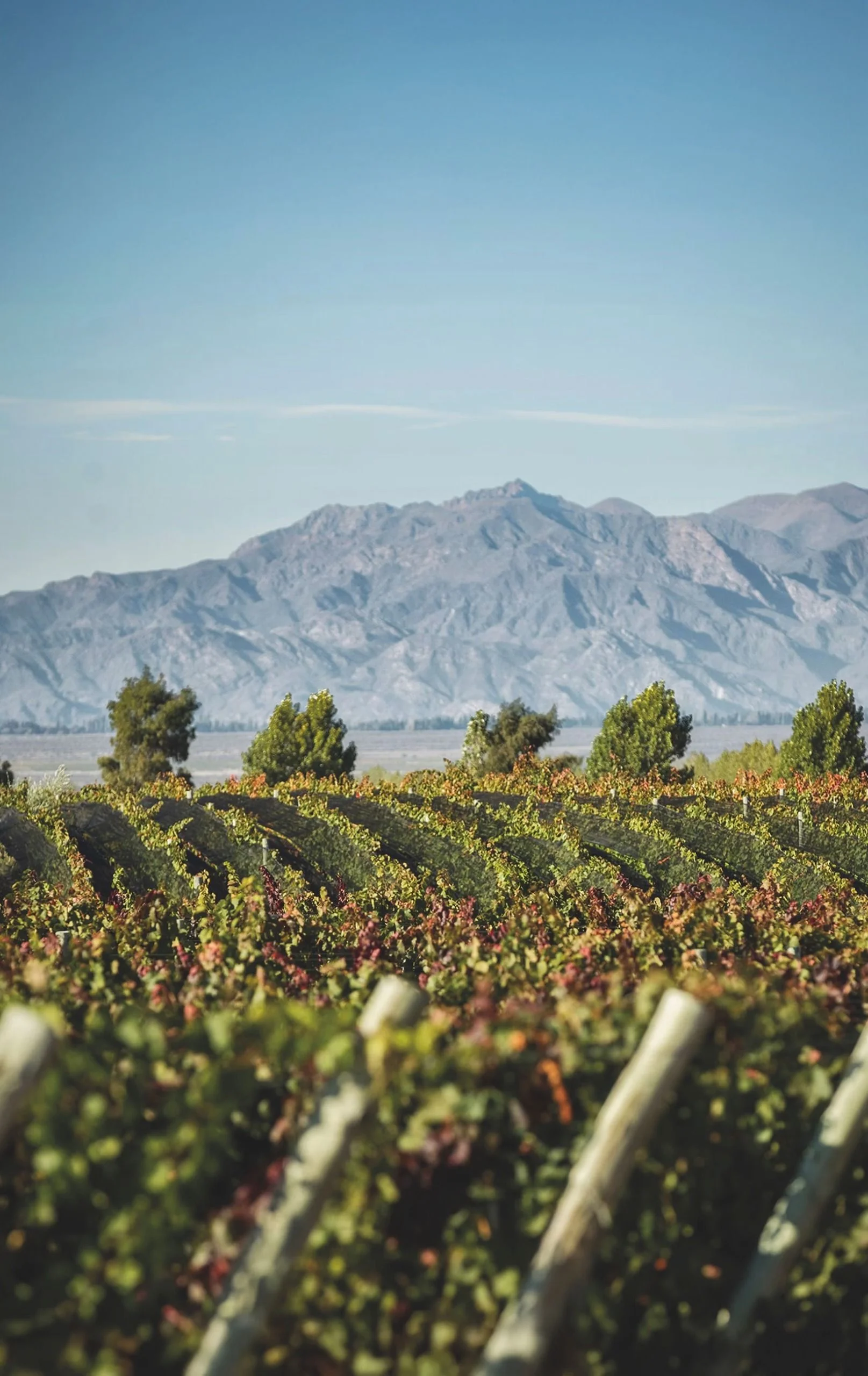 Terrazas de los Andes’ Licán vineyard at 1,200m in Las Chacayas