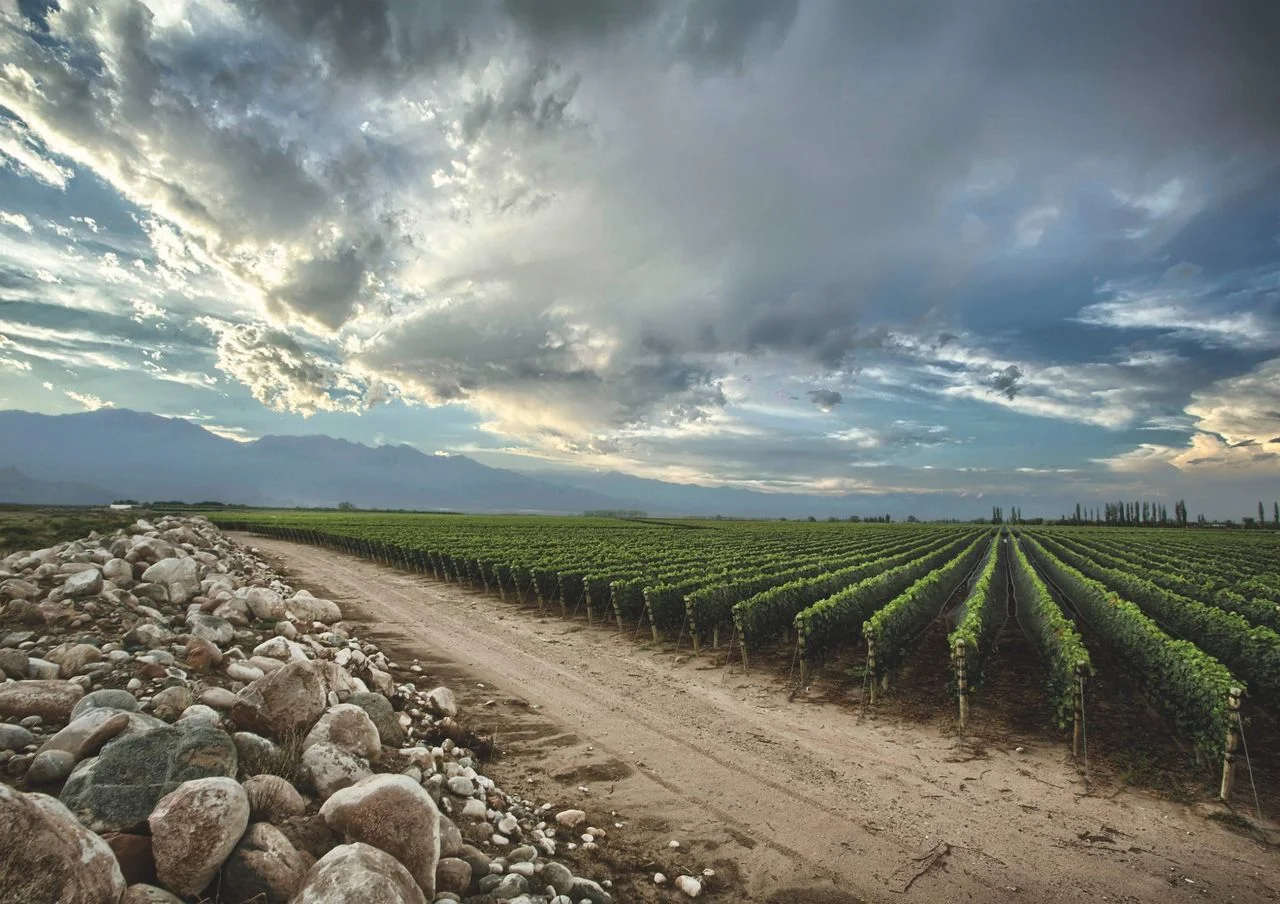 Redefining Argentine Wine: The Terroirs of Gualtallary, Paraje Altamira, and Los Chacayes