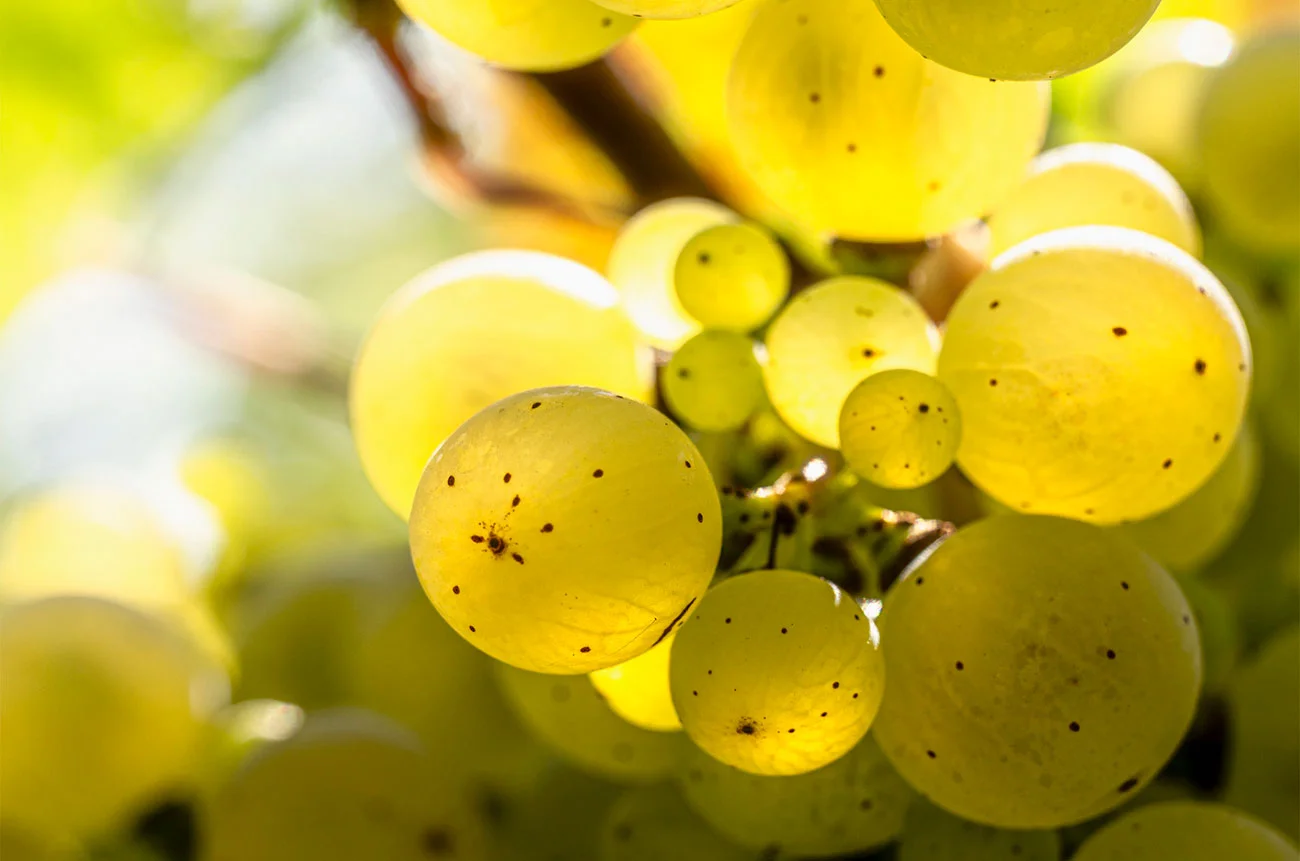 riesling grapes