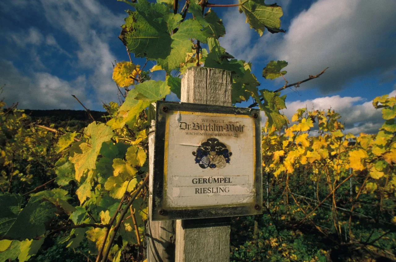 Understanding the Love-Hate Relationship with Riesling and Negronis