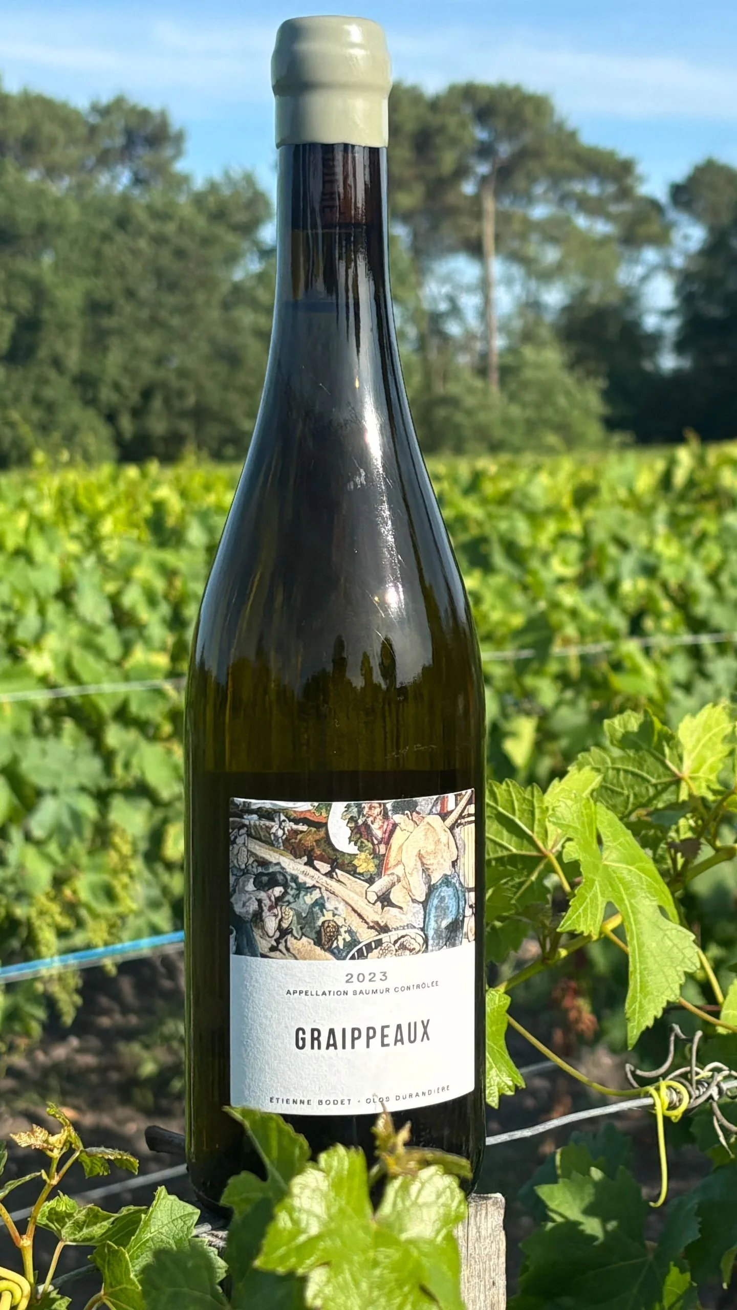 A bottle of Etienne Bodet's Clos Durandière, Graippeaux, Saumur, Loire 2023 in a vineyard