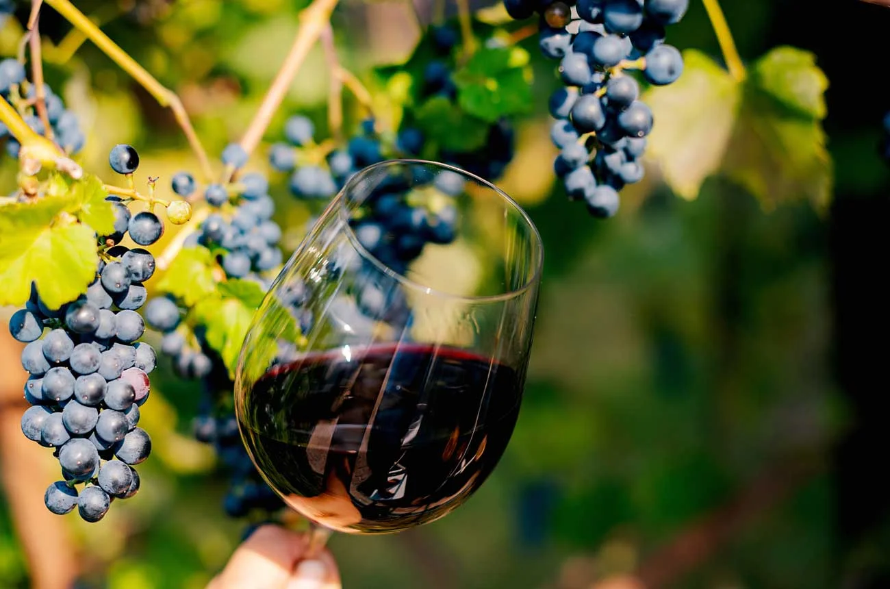 Hand holding glass of red wine with grape vine in background