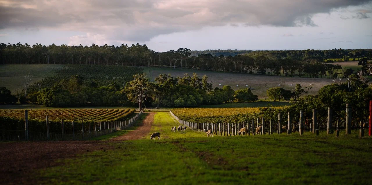 Margaret River's 2024 Vintage: Early Harvest Insights on Chardonnay and Cabernet Sauvignon